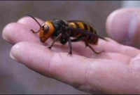 Rawat Sakit Kena Sengat Tebuan Atau Lebah Rawat Sakit Kena Sengat Tebuan Atau Lebah